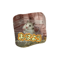 nn_20241225101922