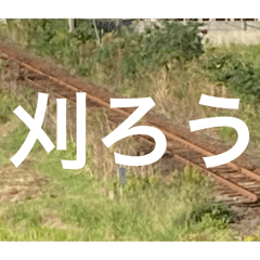 shirowani_20241224170609