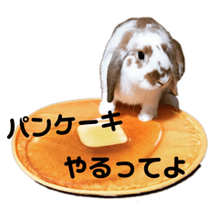 pipi_20241224232319
