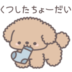 My cute toy poodle (brown)