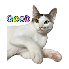 Our cat Pebbles
