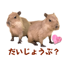 @ Capybara_Tengoku_20241224203020