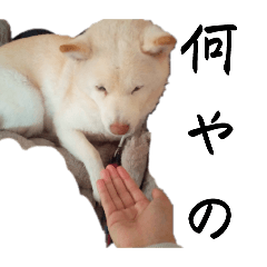 coco_20241225124545