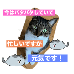 kamitani_20241225140823