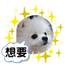 球的生活日記