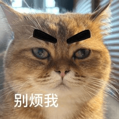 搞怪的猫咪 13 ^o^