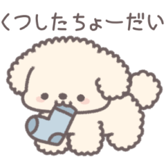 My cute toy poodle (cream)