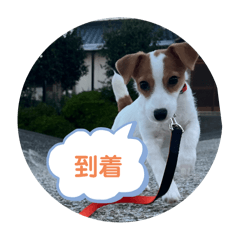 coco_20241225163744