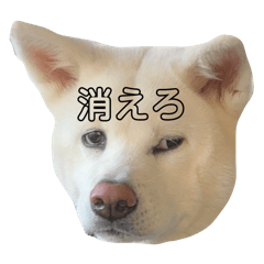 koto_20241225210108