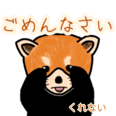 Kurenai's lesser panda