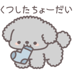 My cute toy poodle (gray)