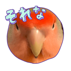 Minato_20241226080434