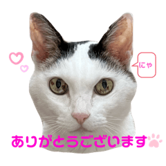 Sagohachi_20241225191002