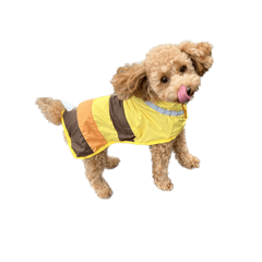 Coco  toypoo