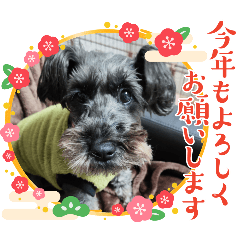 kika_20241226070447
