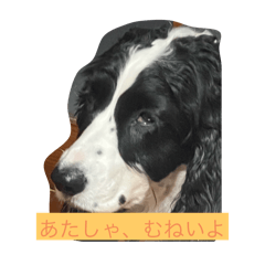 my dogs yeah