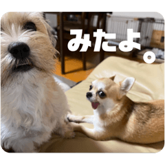 choco_20241226122150