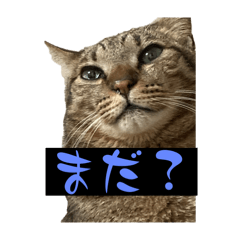 hikari_20241226031210