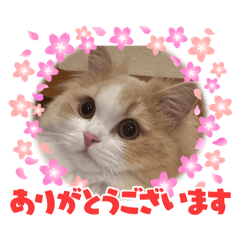 Minako_20241226112556