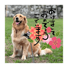 hachi_20241226101845