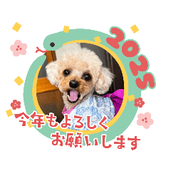 hitomi_20241226102158