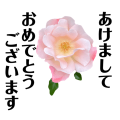 yasu1103_20241225160901