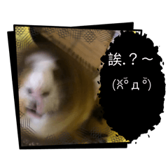強哥3.0