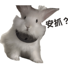兩ㄓ兔兔日常