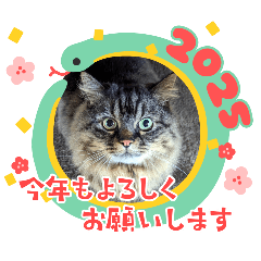 hitomi_20241226221517