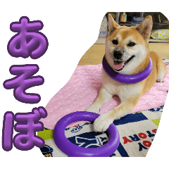 chiyo_20241226232116