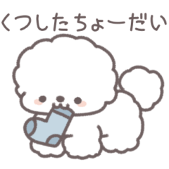 My cute Bichon Frize