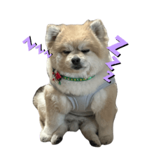 choco_20241227124152