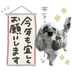 poco_20241227101637