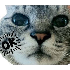 coco_20241227120042