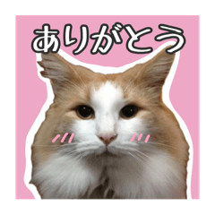 ももたんと仲間たち