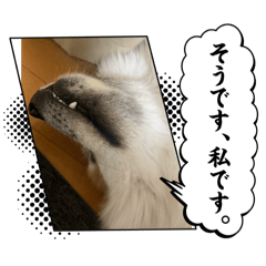 SGK_20241227144447