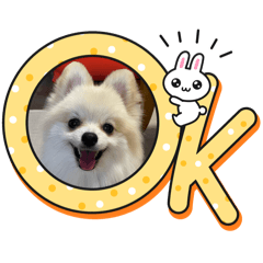PONZU_20241227151058