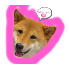 Shiba love mami