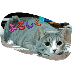 non_20241227222237