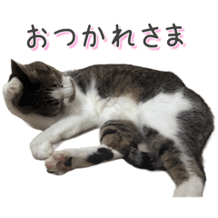 Brown Mackerel Tabby Ru-chan Sticker