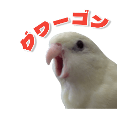 chacha_20241228090500