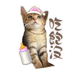 鄭圓仔