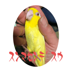 kahma_20241227232632