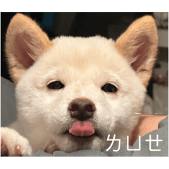 饅頭&小白