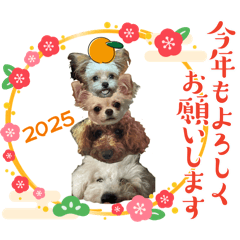 Ikumi_20241228125914