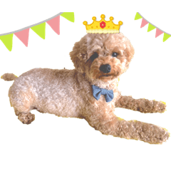 lei_20241228toypoodle