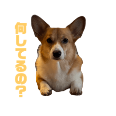 chan_20241228213259