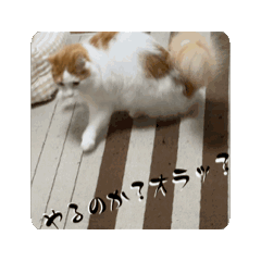 MIZO's ill._Cris_2024movie