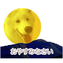 サモエドの十　暴れ馬(いぬ)