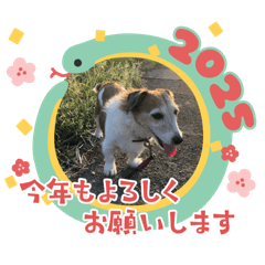 TARA_20241228205623